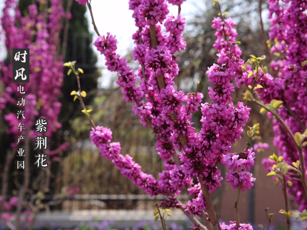 紫荆；；；